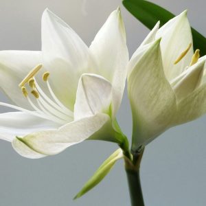 Close-up of blooming white lilies with soft lighting and a simple background.